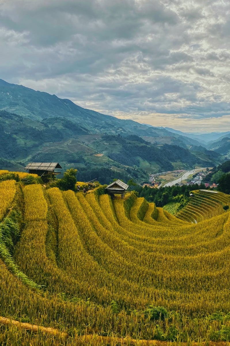 Rice terraces in Vietnam.